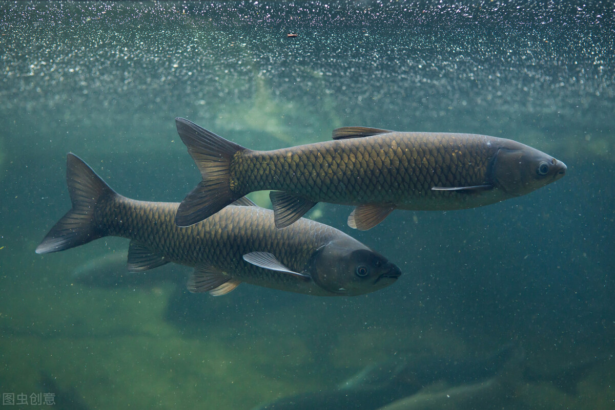草鱼烂头烂身治疗方法,今年春季草鱼大量死亡原因与防治