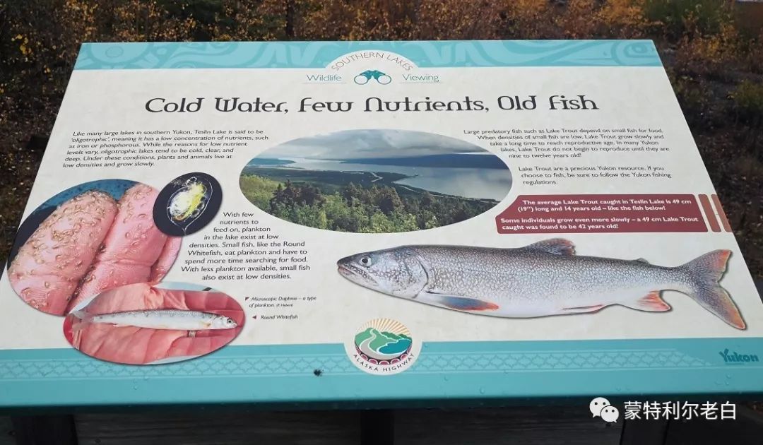 跟着老白行走加拿大，育空Watson Lake、BC省Northern Rockies