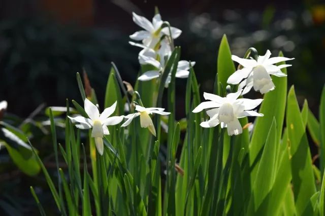 干货分享种植小技巧,混合花境设计与种植建议