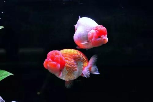 小金鱼缸怎么养金鱼,蝶尾金鱼好养还是龙睛金鱼好养活