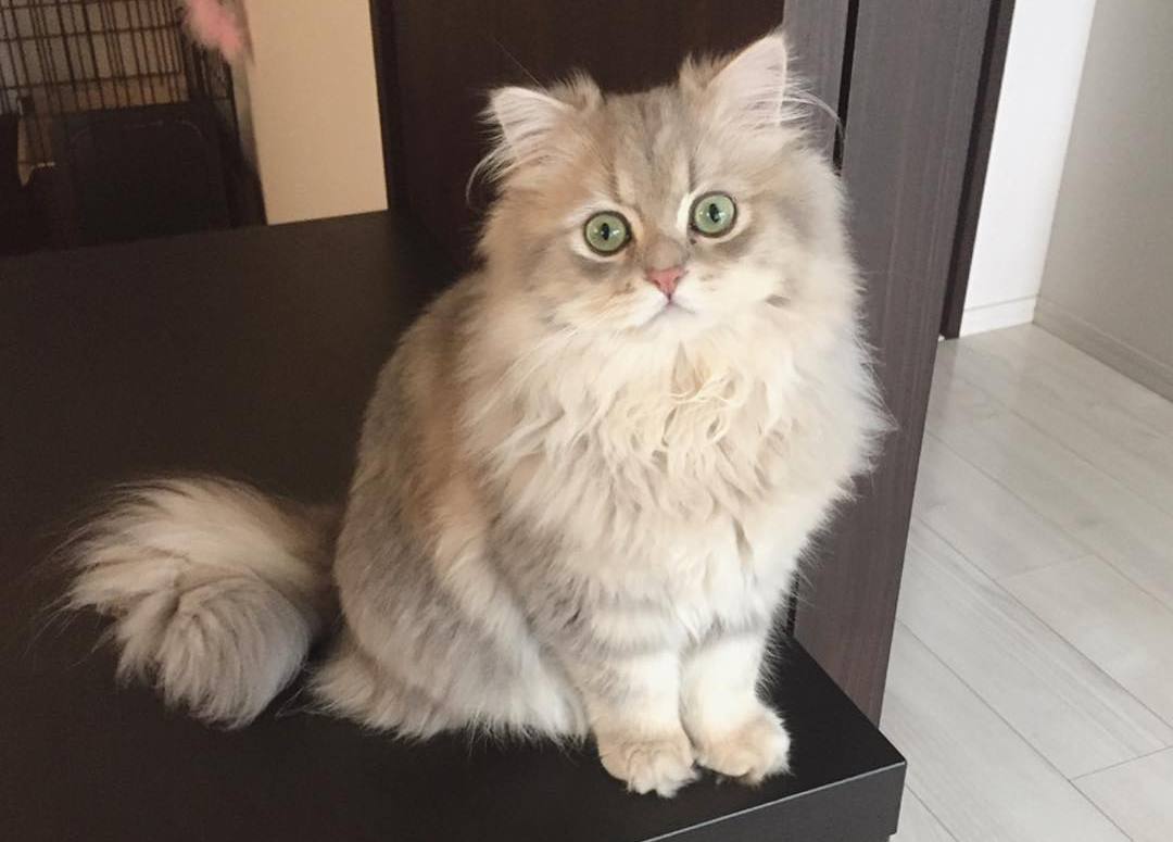 猫咪寄生虫的症状表现,猫咪绦虫病的症状及治疗方法