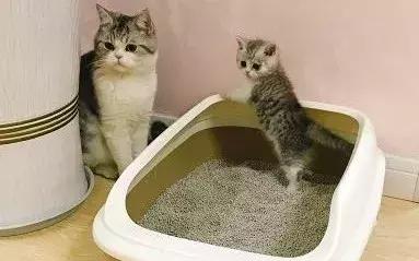 人类粪便或可治疗抑郁症！如果是你，能接受吗？