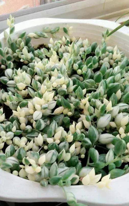 多肉吊兰哪种比较好养,哪种吊兰多肉耐寒耐晒