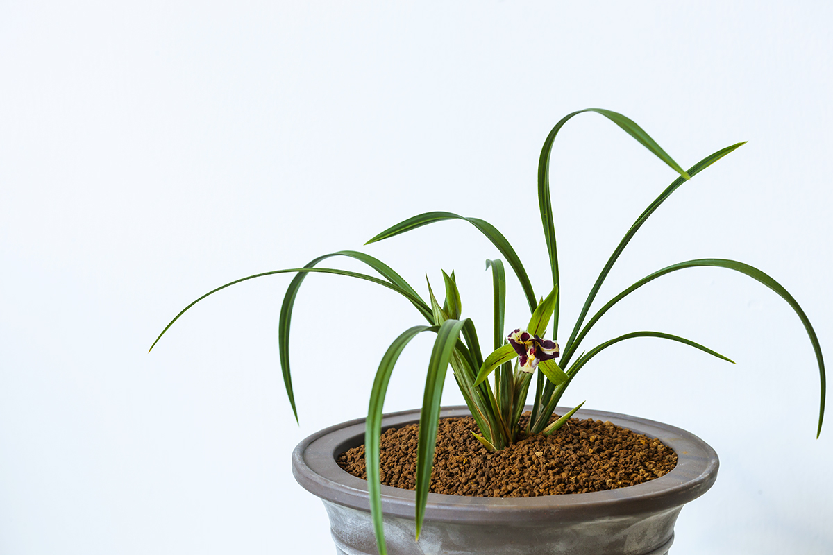 兰花的老芦头芽掉了还有用吗,老芦头的兰花怎么处理