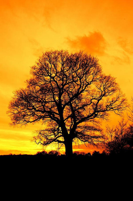 最美莫过夕阳孤树！要用相机定格震撼绝美，请使用这些技巧