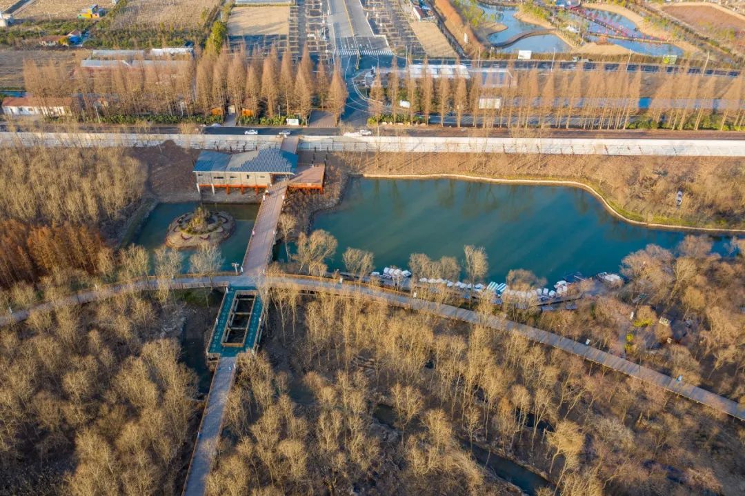 崇明岛西沙湿地公园视频,崇明西沙湿地公园芦苇荡