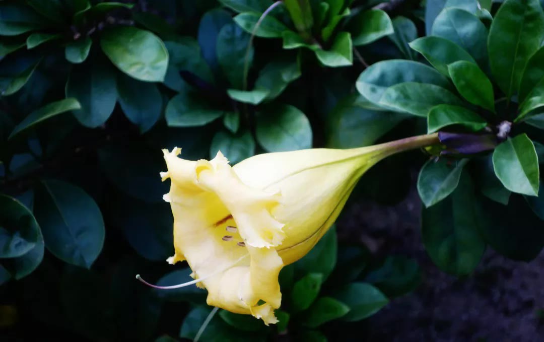 能麻翻人的*汗蒙**药，居然还会让人得精神病