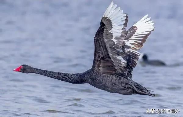 突遭疫情“黑天鹅”，海外旅游国家一夜失宠