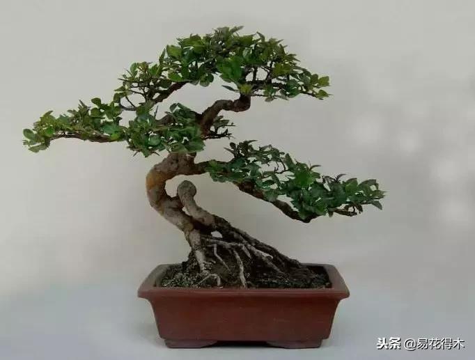 生桩的种植方法和技巧,生桩用什么土栽种最好