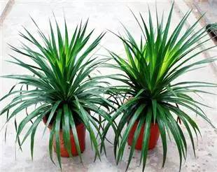 养花新手老养死花,献给那些总把花养死的人