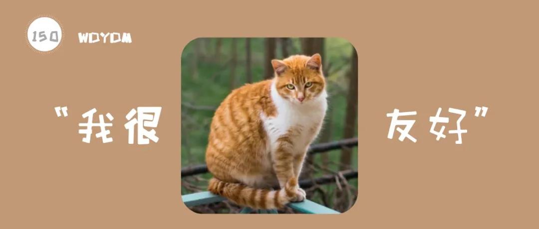 猫咪脾气不好怎么教,猫咪脾气很差怎么办