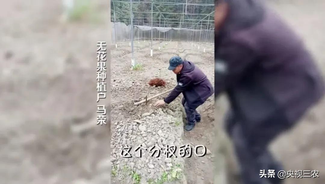 中医药专家讲解无花果功效和作用,无花果的秘密
