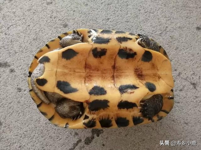 石金钱龟在水生蛋怎么处理,石金钱龟壳怎么处理