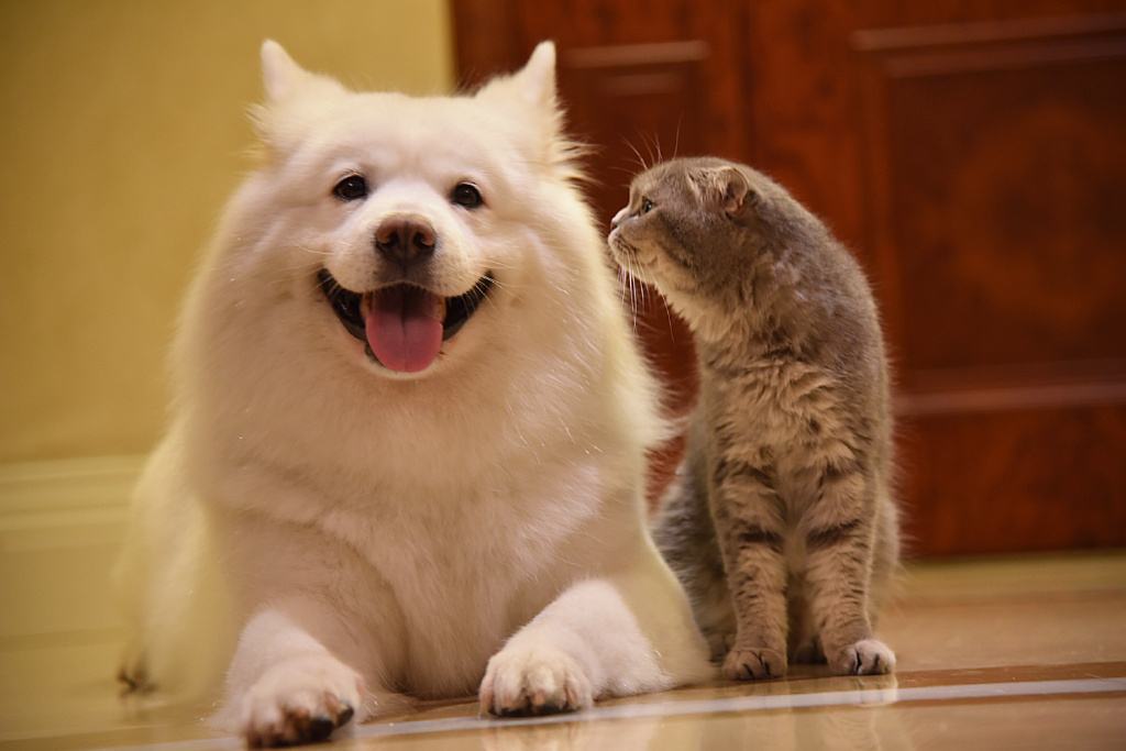 萨摩耶吃哪种牌子的狗粮最适合,萨摩耶鲜食狗粮怎么选