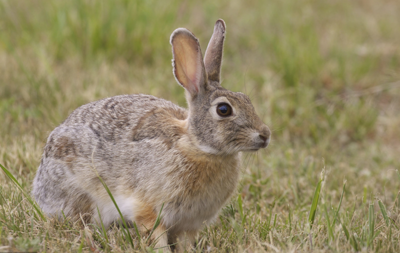养兔技巧公羊兔,养殖兔发情如何处理