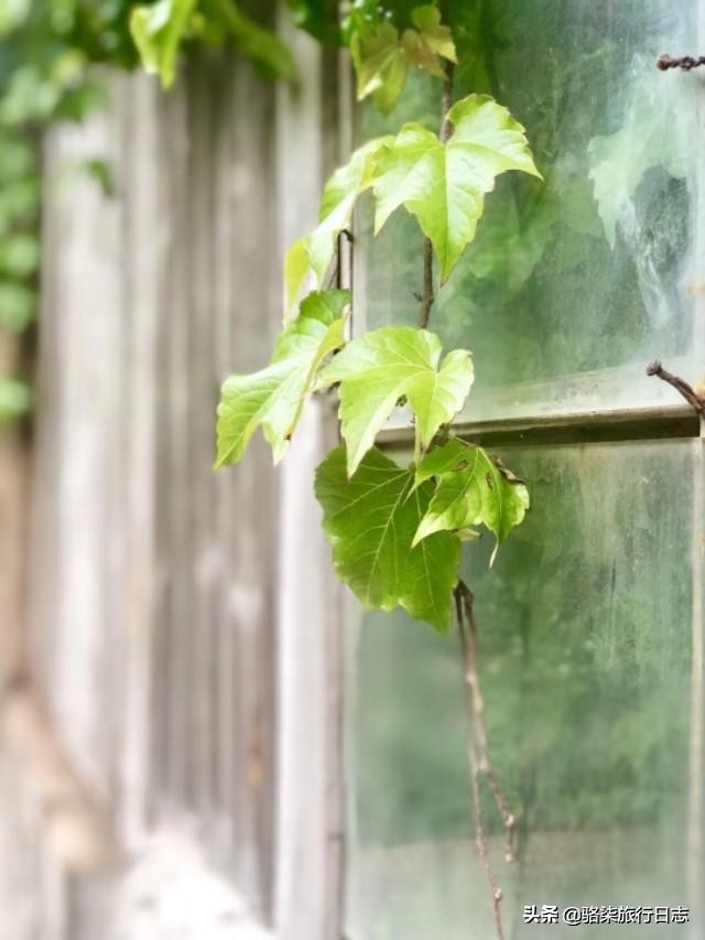 误入绿野仙踪秘境,探索舟山无人村
