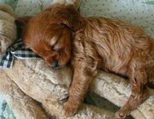 泰迪犬的睡姿图片,泰迪犬如何睡觉