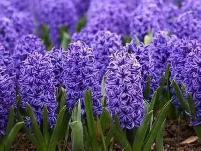 100种花的花语以及送花礼仪分享,100种花的名字和图片带花语