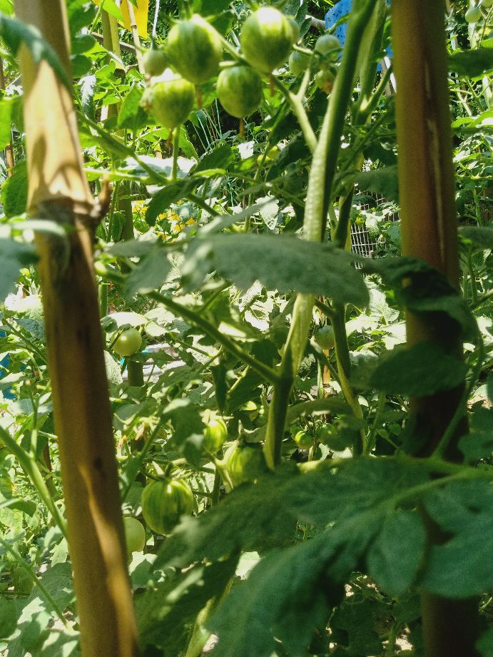 樱桃番茄最好的颜色,樱桃番茄挑选