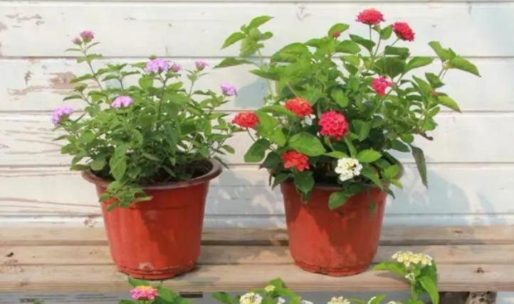 新手如何养好花卉,新手盆栽花怎么养