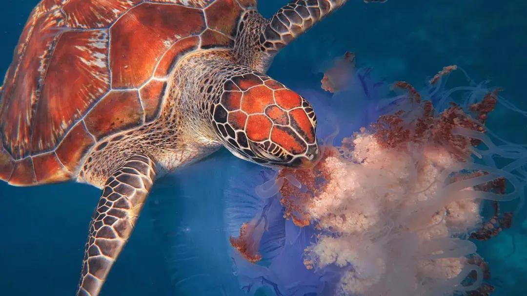 珊瑚是腔肠动物还是植物,珊瑚是植物还是动物还是礁石