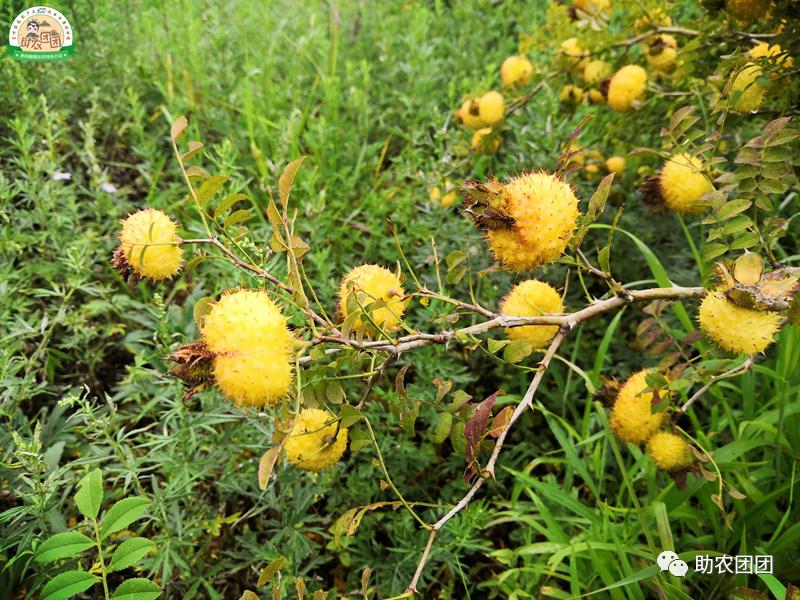 贵州助农团团最新视频,助农团团直播回放