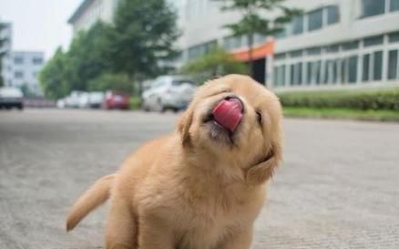 金毛幼犬的正确饲养方法,金毛幼犬轻微护食怎么办