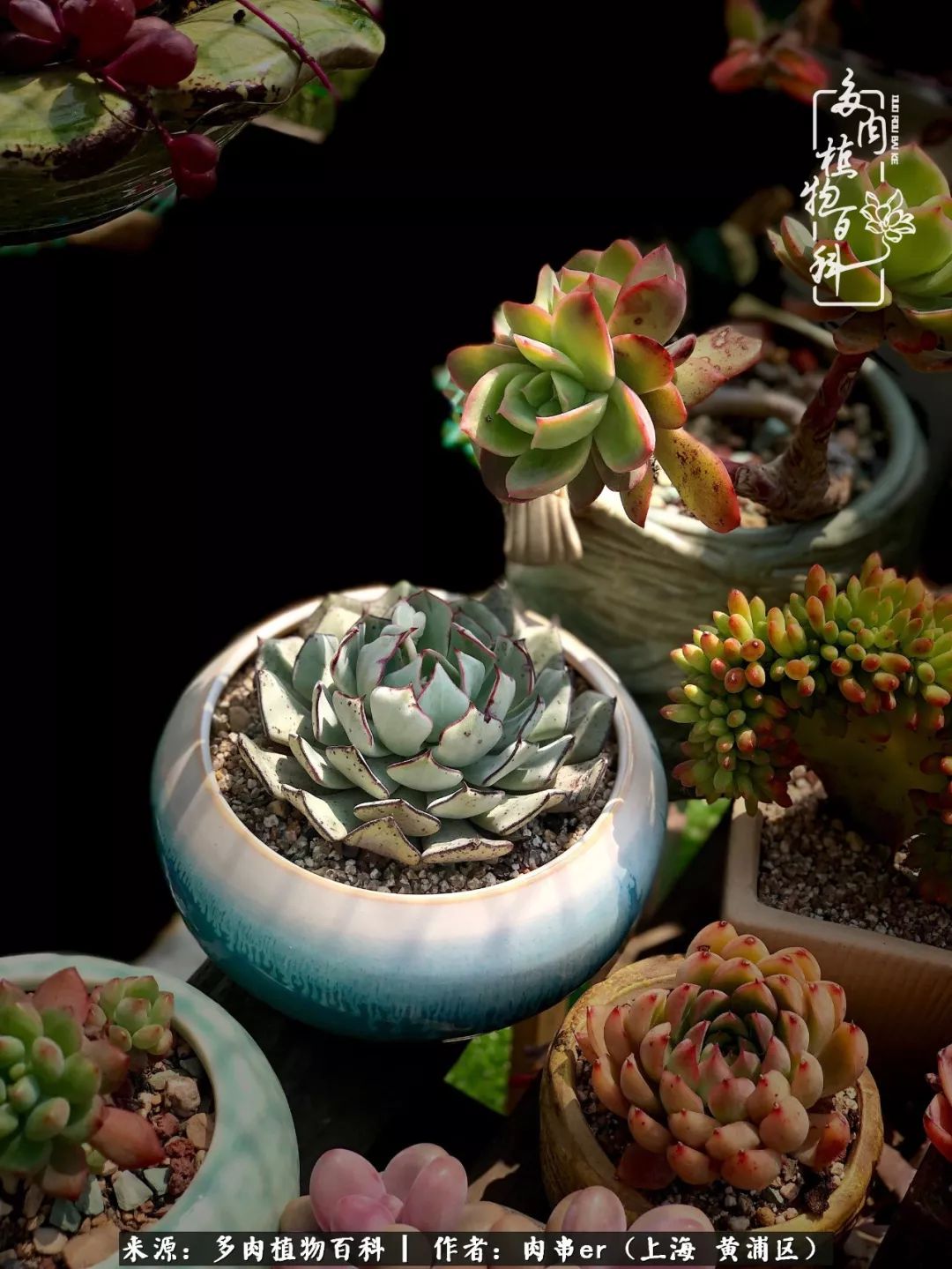 怎么用原相机拍多肉更好看,多肉怎么拍摄好看