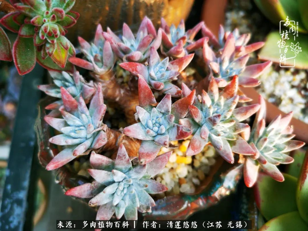 可爱多肉的露脸照,多肉大合照视频