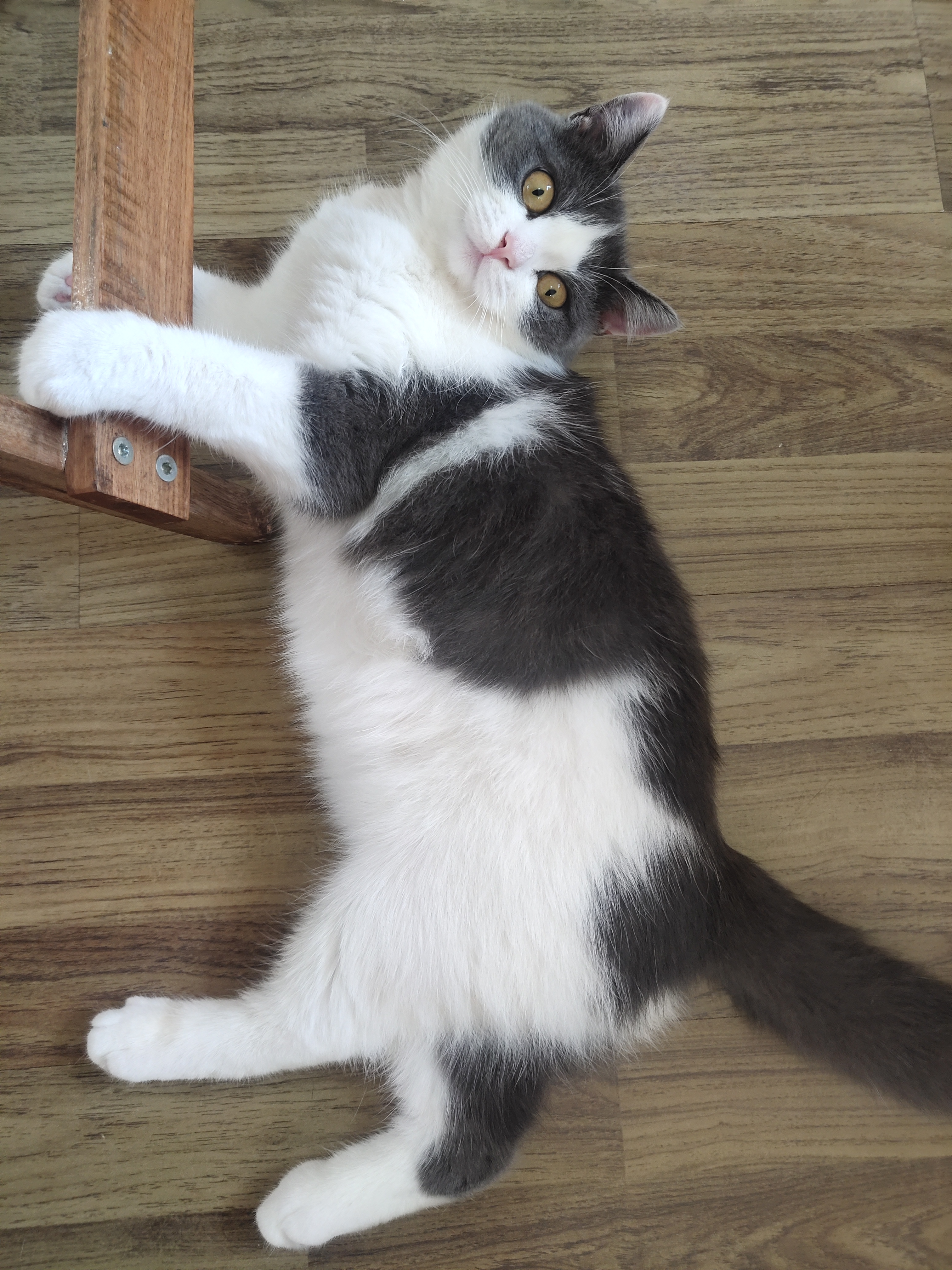 幼猫猫粮推荐真实测评皇家,什么猫粮比皇家猫粮好些