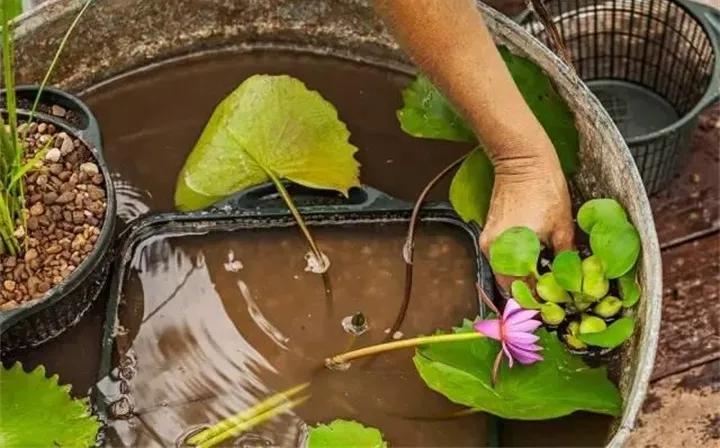 废桶旧盆里添水种花，10分钟成水景，细水长流富贵一生
