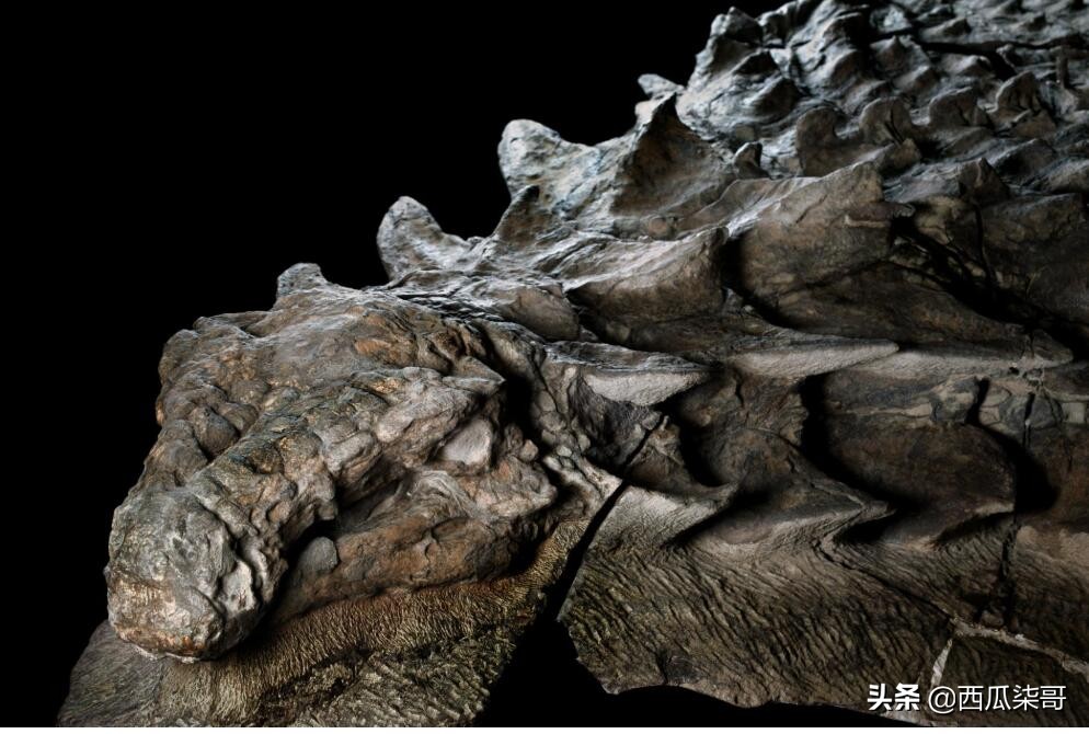 带您探索恐龙世界,探秘中国恐龙见证远古传奇