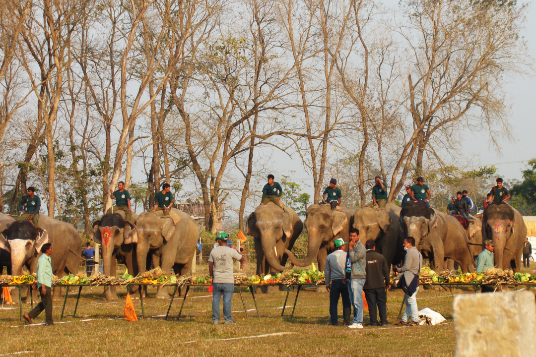世界杯大象足球,大象足球比赛