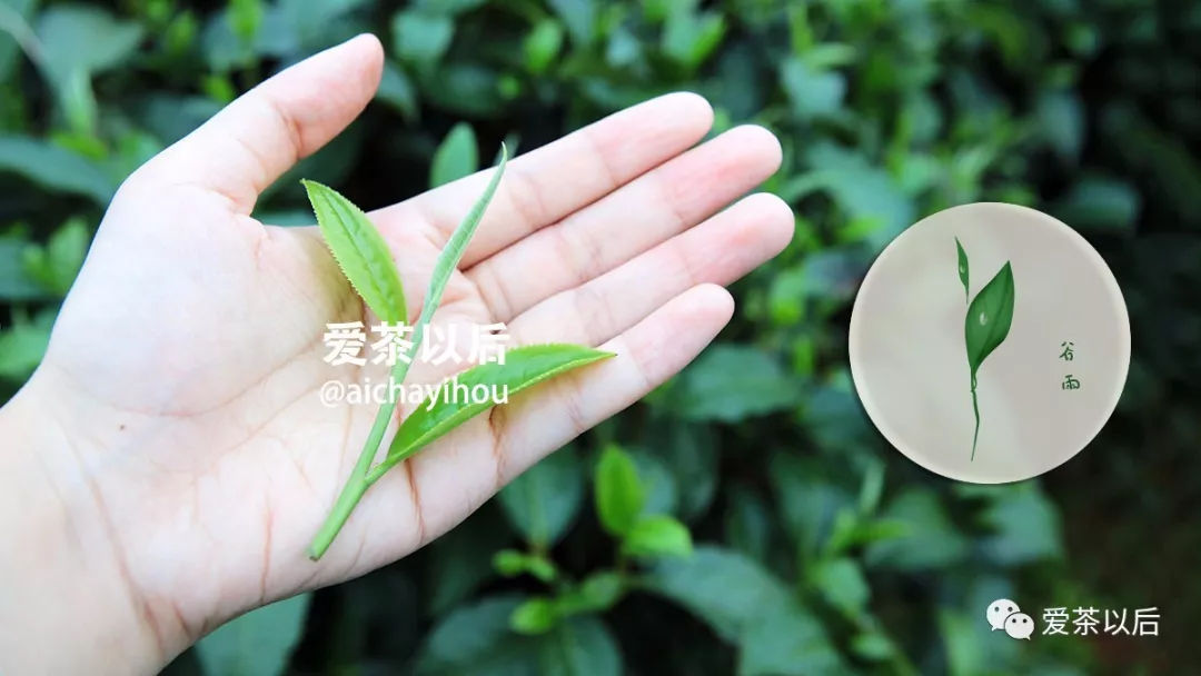 谷雨适合踏青还是喝茶,谷雨节气喝茶习俗美篇