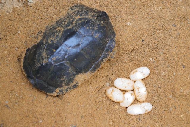 正宗龟苓膏老字号原味,真正的龟苓膏是苦的
