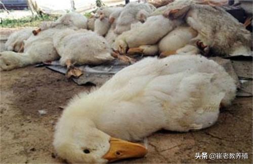 鸭子得了鸭瘟能打鸭瘟疫苗吗,预防鸭瘟的最佳方法