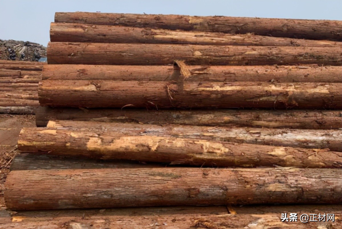 杉木的优缺点是什么,柳杉木是什么样的