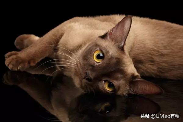 小猫咪托运怎样才最安全,如何托运小猫咪