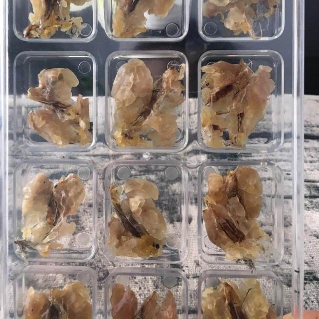 特产谱之动物人参：位列上八珍，称软黄金，在冰雪下冬眠五六个月