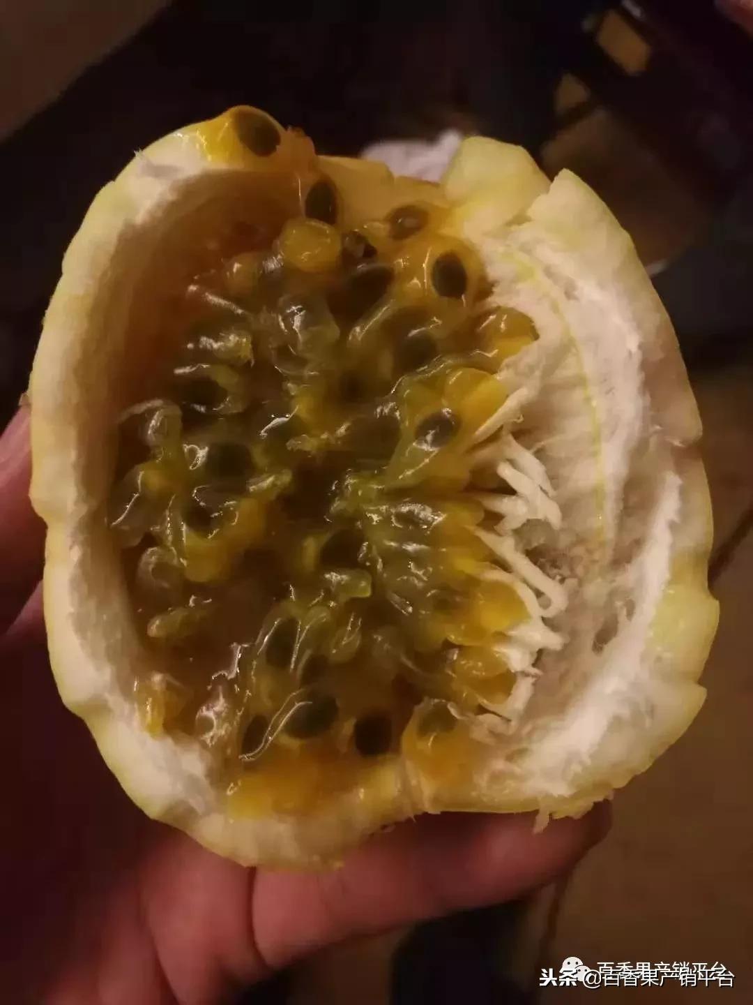 怎么分辨黄金百香果树苗的真假,紫色百香果与黄金百香果有何区别