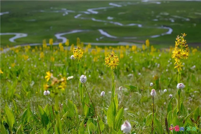 大梅看草原丨盛夏的甘南玛曲，美得脱俗惊艳