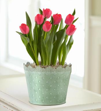 不同颜色的郁金香代表什么花语,不同颜色郁金香的花语和象征意义