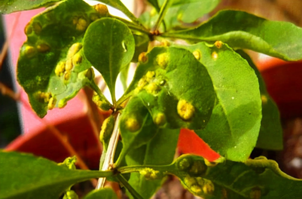 枸杞叶长瘿螨不用农药怎么治,枸杞瘿螨严重导致枝条柔弱低垂