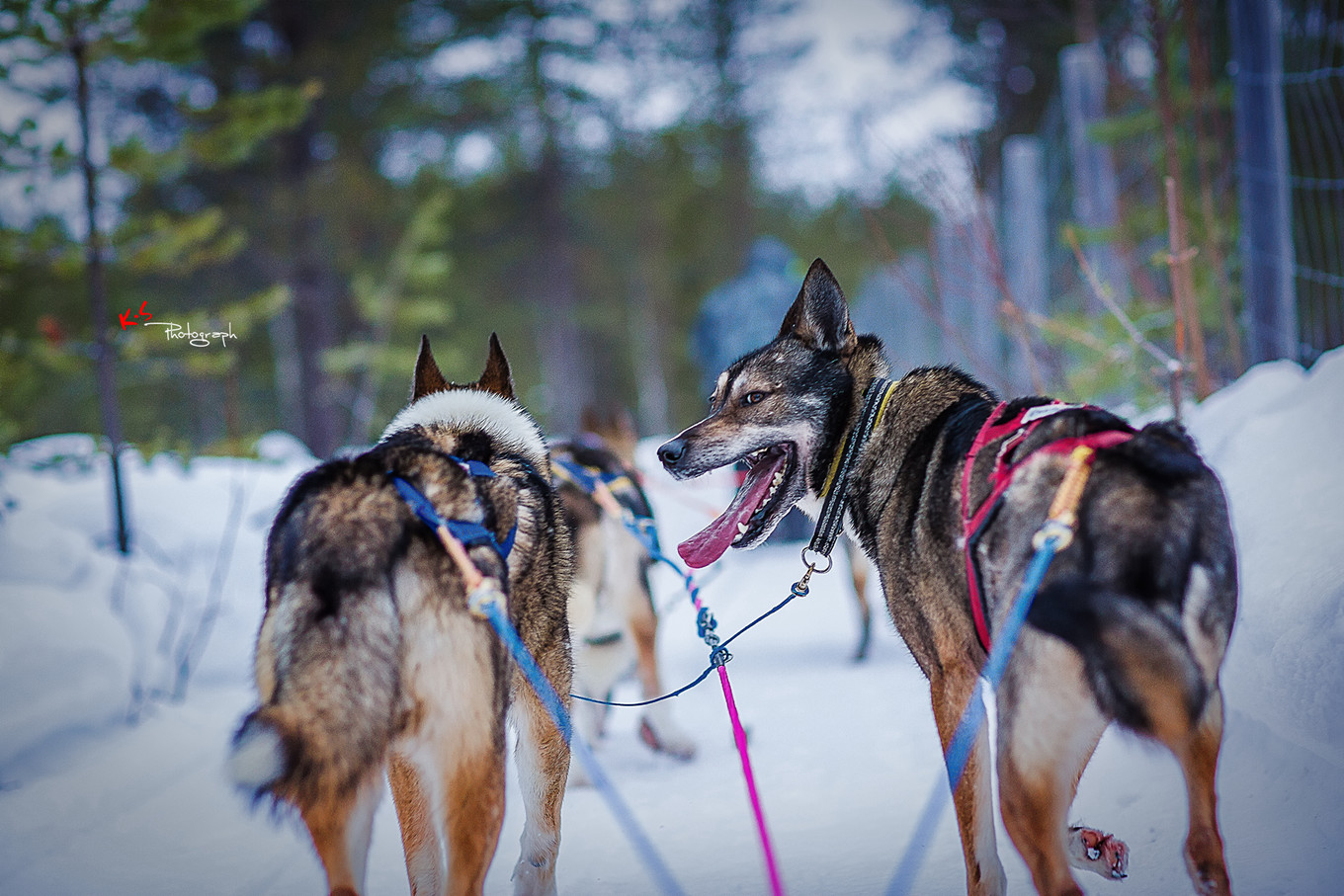 果小姐的慢生活烤鸡腿,果小姐的慢生活泰州