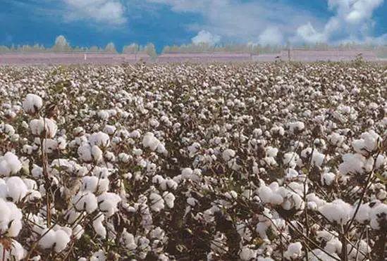 40%关税,禁购澳棉造成的影响