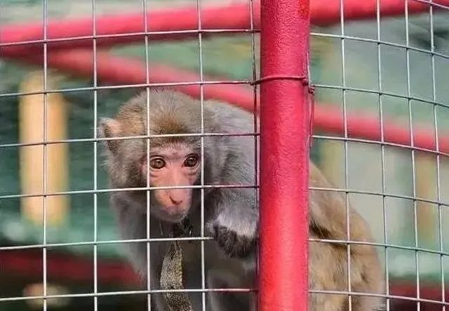 这八种野生动物千万别吃,这八种野生动物千万不要吃