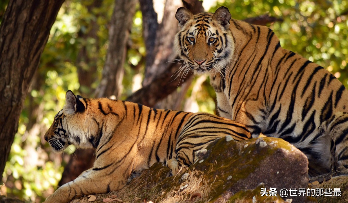 老虎害怕狮子吗,老虎贵吗