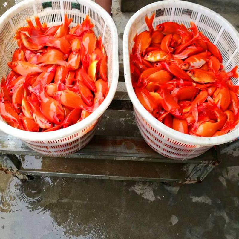 金鱼最近隔几天就死一条是为什么,买回来的金鱼为什么养几天就死了