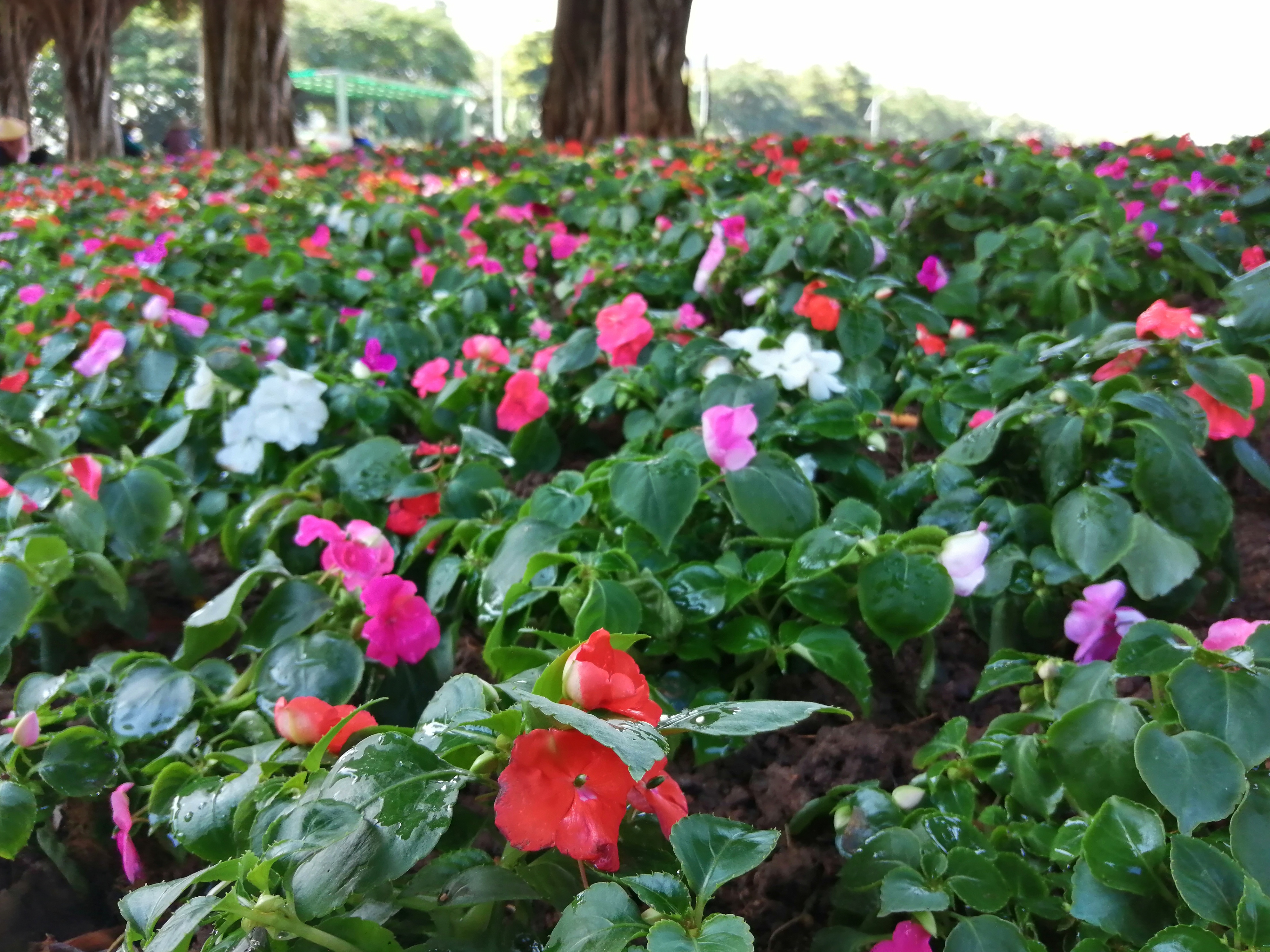 广州海心沙亚运公园广州塔格桑花,游广州海心沙公园