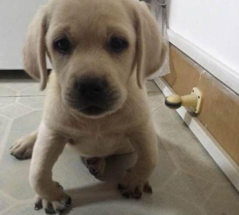 宠物狗吃肉对身体有害吗,吃肉对动物有什么影响